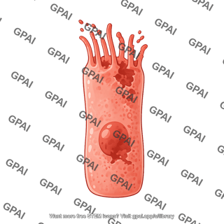 Ciliated epithelial cell 3 damaged
