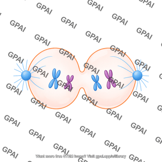Meiosis 12 telophase ii a