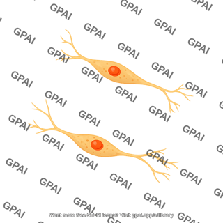Enteric glia type iv intramuscular