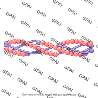 Actin filament 1