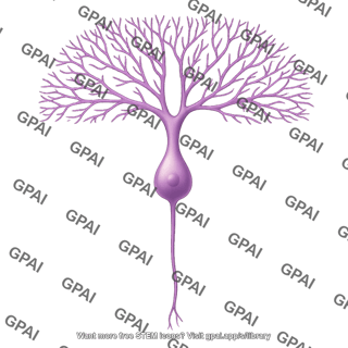 Multipolar neuron purkinje 2