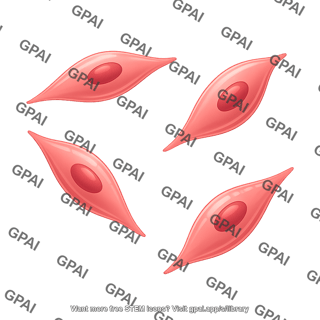 Smooth muscle cell 4