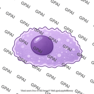 Mesothelial cell 2