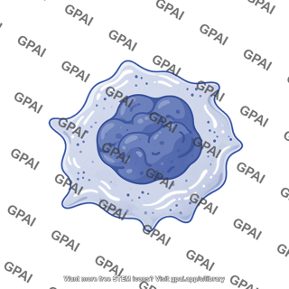Megakaryocyte