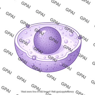 Nucleus shape 4 01