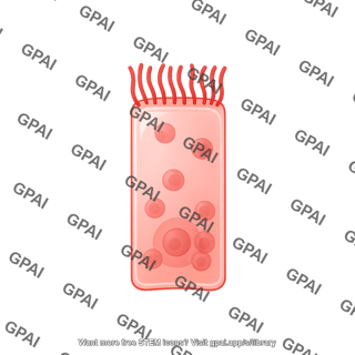 Pseudostratified epithelial cell 1