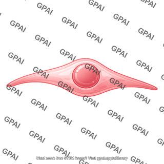 Endothelial cell 5 01
