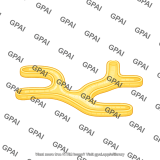 Sarcoplasmic reticulum simple