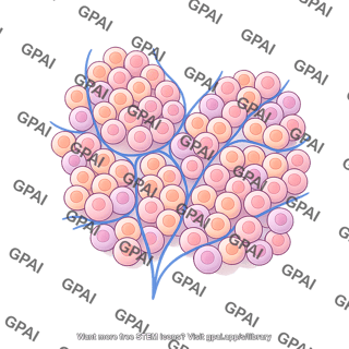 Anterior pituitary acinar structure healthy