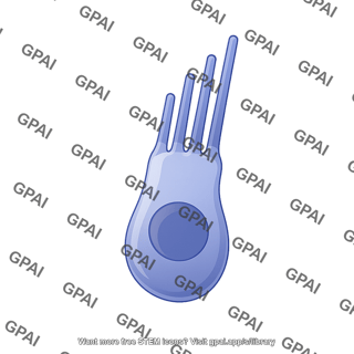 Hair cell type 1 2