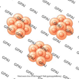 Spheroidal cell cluster 3