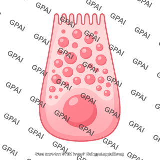 Paneth cell 1