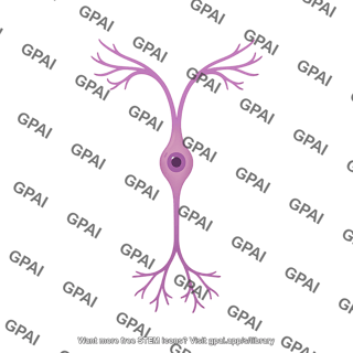 Bipolar neuron olfactory