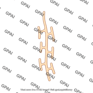 Sieve element endoplasmic reticulum
