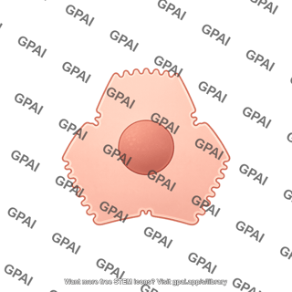 Hepatocyte