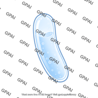 Vacuole long