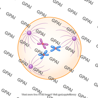 Meiosis 09. prometaphase ii b