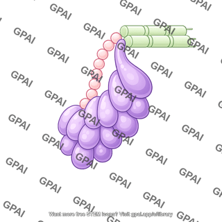 Kinetochore mif2