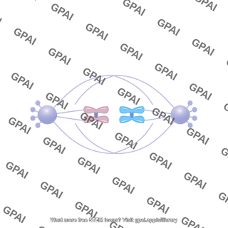 Meiosis 10 metaphase ii b