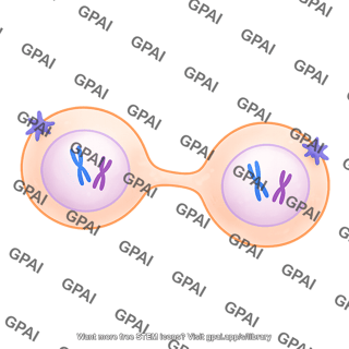 Meiosis 08 prophase ii a
