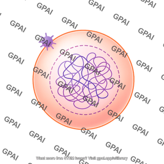 Meiosis 14. oocyte