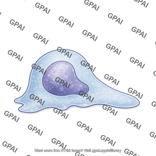 Lymphocyte b cell crawling