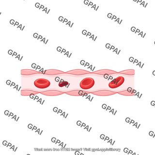 Capillary blood flow endothelial cell cross section