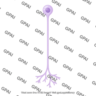 Unipolar neuron 1