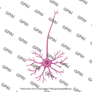 Medium spiny neuron striatum
