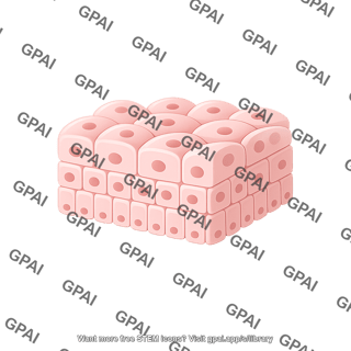Transitional epithelium
