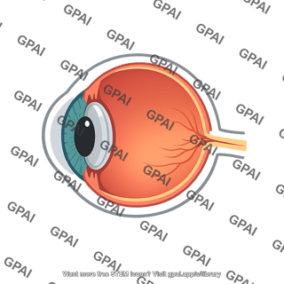 Human eye cross section