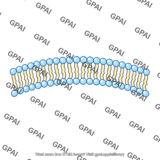 Cell membrane