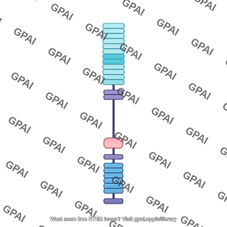 Notch protein schematic