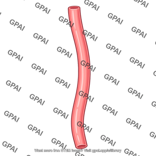 Esophagus