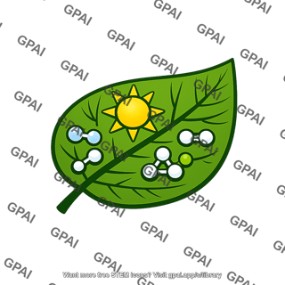 Photosynthesis