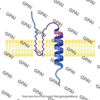 Polypeptide with signal peptide and transmembrane domain