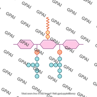 Peptidoglycan synthesis late stage 3