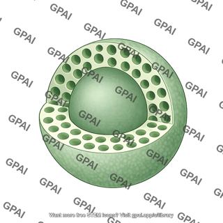 Mesoporous nanoparticle cross section solid core