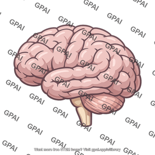 Human brain