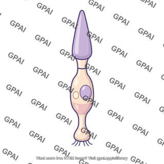 Cone photoreceptor cell
