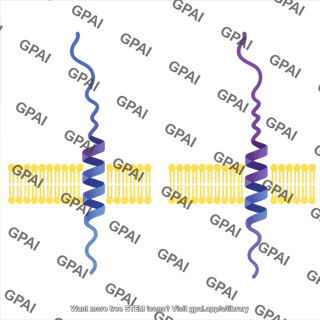 Polypeptide with signal peptide 2