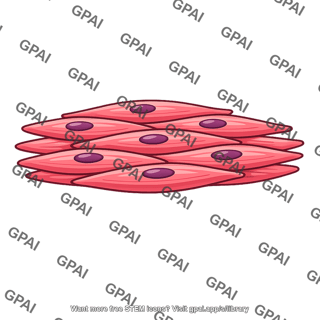 Vascular smooth muscle