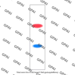 Chromatography strip separated