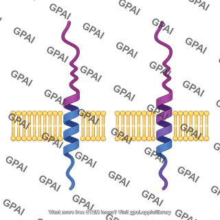 Polypeptide with signal peptide