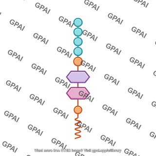Peptidoglycan synthesis intermediate stage 2