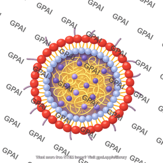 Erythrocyte membrane coated polymer lipid hybrid nanoparticle