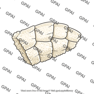 Calcium carbonate exoskeleton fragment