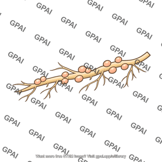 White clover root