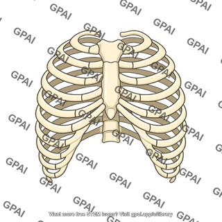 Rib cage