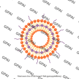 Core shell type hollow lipid polymer lipid hybrid nanoparticle